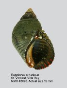 Supplanaxis nucleus